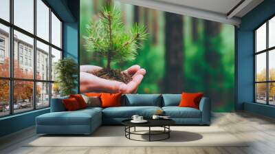 Close-up of hands gently holding a small pine seedling with a forest background, symbolizing growth and care. The young plant represents new beginnings and environmental stewardship. Wall mural