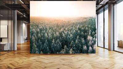 Beautiful winter scenery with sunrise over the tree tops of pine forest. Sunlight shines through the mist creating stunning aerial panorama. Moody winter day's landscape with warm sunlight.  Wall mural