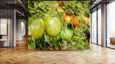 Unripe green tomatoes growing in the greenhouse. The green tomatoes on a branch. Selective focus Wall mural