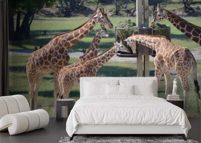 giraffe Wall mural