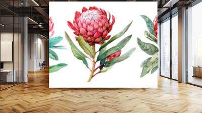 Watercolor protea set isolated on transparent background. Wall mural