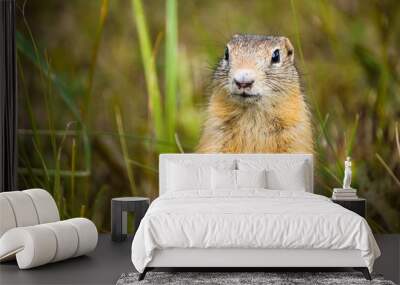 reddish gray gopher close-up on herbal background Wall mural