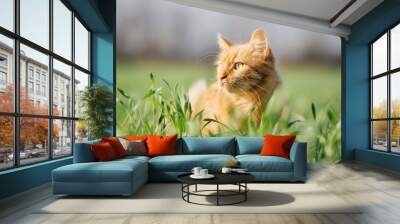 Cat in the Green Grass. Fluffy Red Cat with Yellow Eyes Wall mural