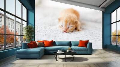 Orange little newborn kitten lying on the gray blanket near the window Wall mural