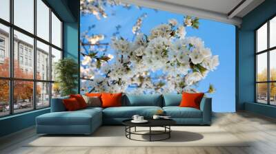 Flowering tree with white blooms in springtime on the background of blue sky. Wall mural