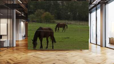 In the picturesque scene, two horses are grazing peacefully in a vast field, surrounded by lush greenery and trees in the background Wall mural