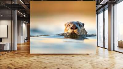  A close-up of an otter swimming in the water with its head above the surface Wall mural