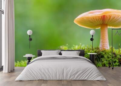  A small orange mushroom sits atop a green mossy ground, surrounded by a blurred forest backdrop Wall mural