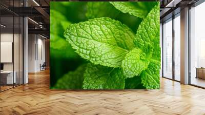  A tight shot of a verdant plant brimming with numerous green leaves atop Wall mural