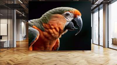   Close-up image of a vibrant parrot on a dark background, featuring an orange and green parrot perched on its back Wall mural