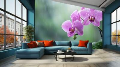  Two pink orchids on a green leafy branch in the rain, with water drops cascading onto their petals Wall mural