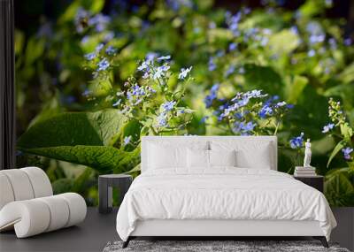 Blossoming forget-me-nots outdoors in sunny weather. Wall mural