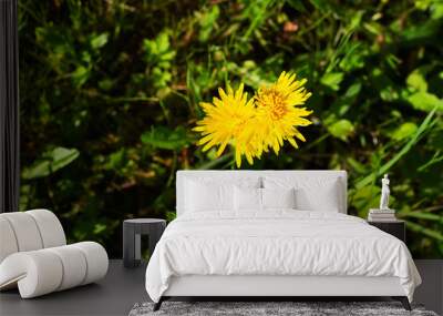 Floral background with two yellow dandelion flowers Wall mural