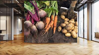 Autumn harvest of fresh raw carrot, beetroot and potatoes on soil in garden. Harvesting organic vegetables Wall mural