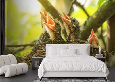 Baby birds in a nest on a tree branch close up in spring in sunlight Wall mural