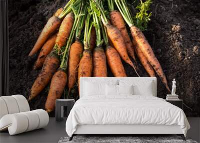 Bunch of organic dirty carrot harvest in garden on ground in sunlight Wall mural