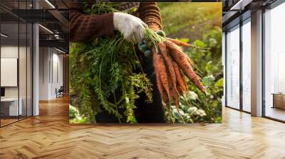 Farmer hands in gloves holding bunch of carrot in garden Wall mural