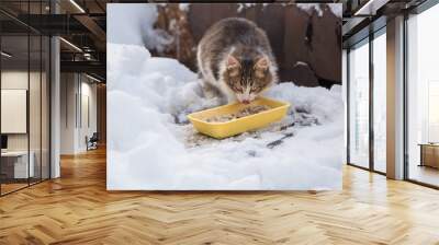 Stray homeless cat in snow cold winter outdoors eat food Wall mural