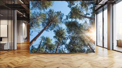 Low angle view of sunny summer pine forest. Wall mural