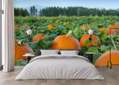 Ripe pumpkins grow in a rich green field. Orange fruit with thick green leafy vines. Autumn harvest season vegetables. Organic farming agriculture crops. Wall mural