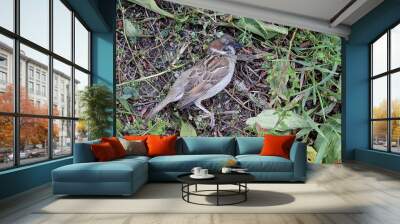 The corpse of a sparrow who died from an unknown disease. Wall mural