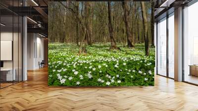 Anemone nemorosa flower in the forest in the sunny day. Wood anemone, windflower, thimbleweed. Fabulous green forest with blue and white flowers. Beautiful summer forest landscape. Wall mural