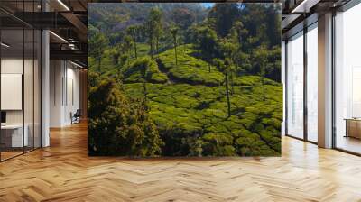 Coonoor, green field, tea plantation. Nilgiri mountain railway. India Wall mural