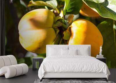 Couple persimmon fruits in garden. Ripe, orange pair on tree Wall mural