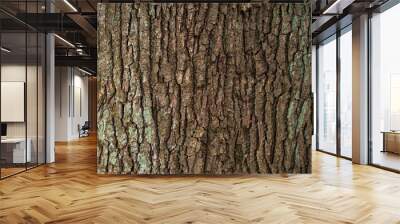 Embossed texture of the brown bark of a tree with green moss and lichen on it. Expanded circular panorama of the bark of an oak. Wall mural