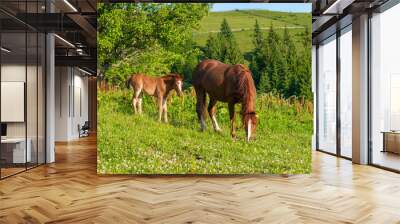 Grazing mother horse with foal at high-land pasture at Carpathian Mountains in rays of sunset. Picture of summer pasture on a background of mountains. Wall mural