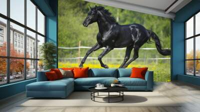 Black horse runs gallop in summer Wall mural