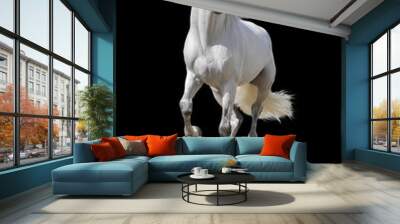 white horse isolated Wall mural