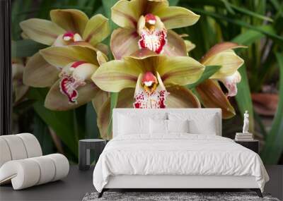 Pink Cymbidium in pot. Flower and bud of orchid Wall mural