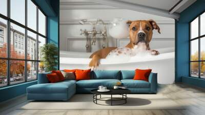 American Staffordshire Terrier in white tub with bubbles, enjoying bath time and pet grooming Wall mural