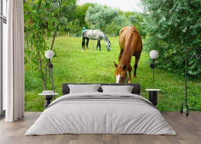 the horse is grazing on the lawn Wall mural