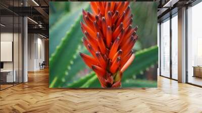 A detailed close-up of a vibrant orange aloe vera flower spike in bloom, with spiky green leaves in the background, highlighting its unique beauty.
 Wall mural