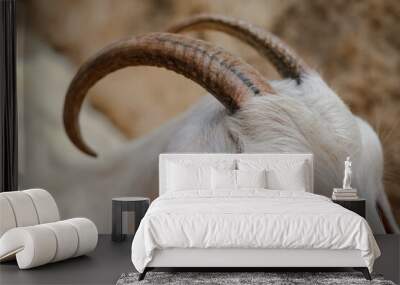 white goat horns close up Wall mural