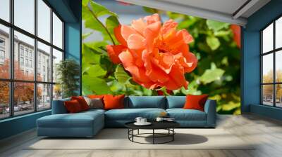 beautiful vibrant orange roses in the garden close-up Wall mural