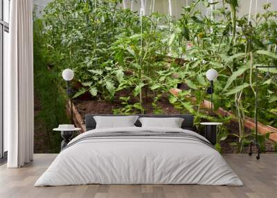 Young flowering tomato plants grow in a greenhouse. The concept of healthy organic nutrition and agriculture.  Wall mural