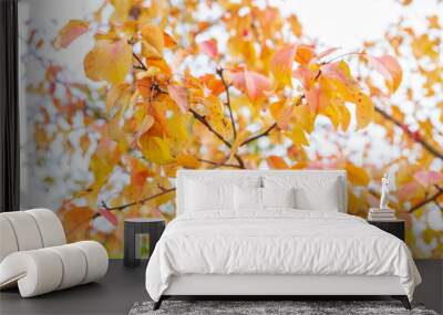 Autumn tree with yellow leaves in cloudy weather Wall mural