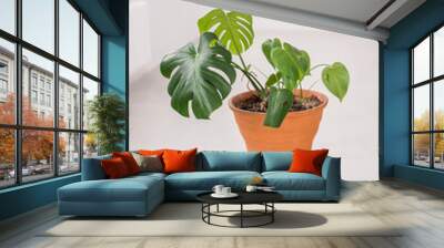 Green tropical leaf n red clay pot composition of home garden. Concept of copy space in design room.  Wall mural