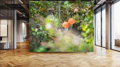 two mushrooms in the forest Wall mural