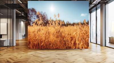 Finnish oat field. Photo from Kajaani, Finland. Wall mural