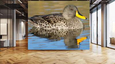 A swimming yellow-billed duck Wall mural