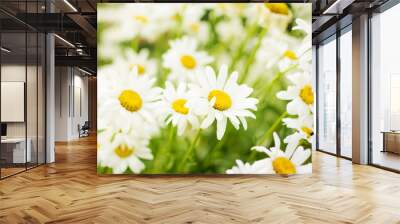 Summer Field of daisy flowers Wall mural