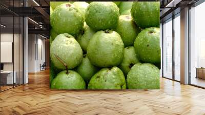 Organic guava fruit. green guava fruit hanging on tree in agriculture farm of India in harvesting season, This fruit contains a lot of vitamin C. Wall mural