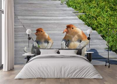 A natural life of Proboscis monkey in Borneo. Wall mural