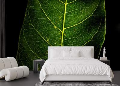 green leaf macro Wall mural