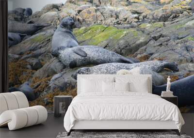 group of seals on rocks in scotland Wall mural