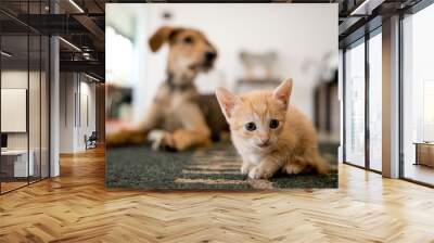 small orange cats playing with each other and a puppy dog Wall mural